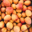 রাজশাহীর আম, বিশেষত্ব এবং কেন এটি সেরা?